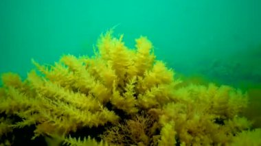 Karadeniz, Hidroidler Obelia (coelenterates), Makrofirler Kırmızı ve Yeşil algler