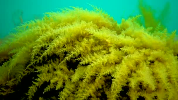 Black Sea Hydroids Obelia Coelenterates Macrophytes Red Green Algae — Stock Video