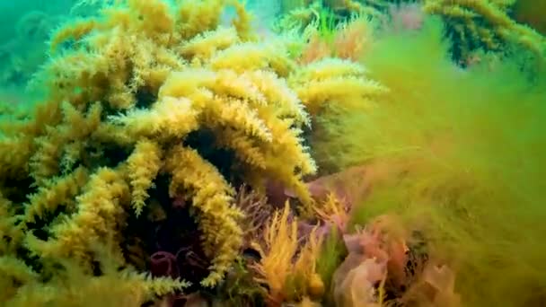 Zwarte Zee Hydroïden Coelenteraten Macrofyten Rode Groene Algen — Stockvideo