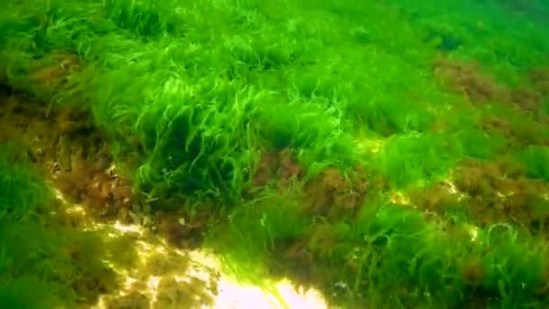 Macrófitas Algas Vermelhas Verdes Ceramium Cladophora Ulva Enteromorpha Fundo Mar — Vídeo de Stock