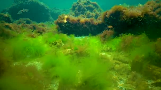 Makrofyter Röda Och Gröna Alger Ceramium Cladophora Ulva Enteromorpha Havsbotten — Stockvideo