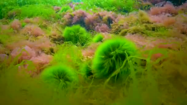 Macrofite Alghe Rosse Verdi Ceramium Cladophora Ulva Enteromorpha Sul Fondo — Video Stock