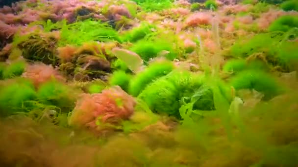 Macrophytes Red Green Algae Ceramium Cladophora Ulva Enteromorpha Seabed Algae — Stock Video