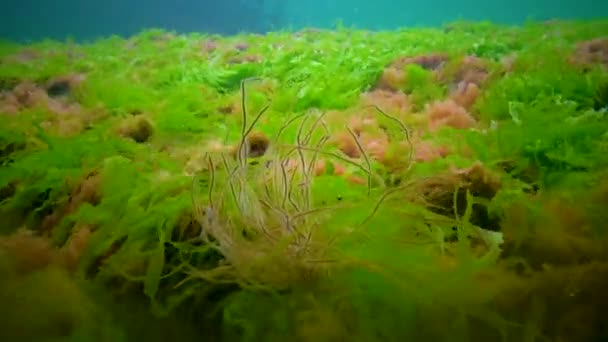 Macrofite Alghe Rosse Verdi Ceramium Cladophora Ulva Enteromorpha Sul Fondo — Video Stock