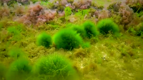 Macrofite Alghe Rosse Verdi Ceramium Cladophora Ulva Enteromorpha Sul Fondo — Video Stock