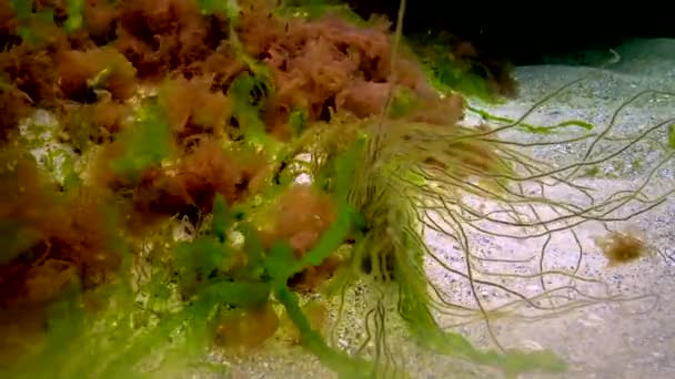 Macrophytes Red Green Algae Ceramium Cladophora Ulva Enteromorpha Seabed Algae — Stock Video