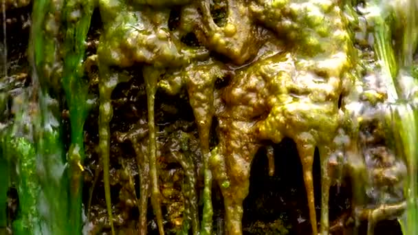 Zelené Řasy Enteromorpha Ulva Roste Malém Vodopádu Slanou Vodou Ústí — Stock video