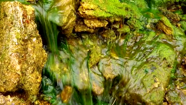 乌克兰提里古河口 Enteromorpha Ulva 生长在一个带有盐水的小瀑布中 — 图库视频影像