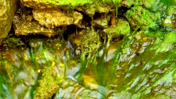 Algas Verdes Enteromorpha Ulva Cresce Uma Pequena Cachoeira Com Água — Vídeo de Stock