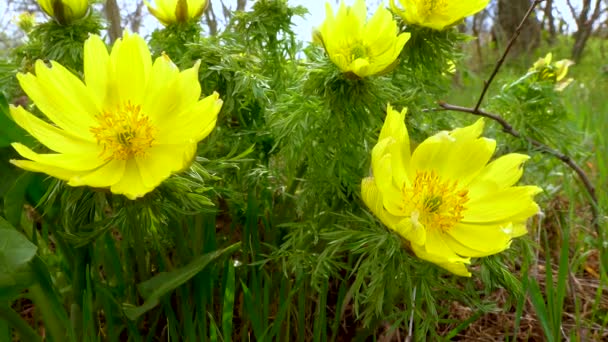 Veszélyeztetett Lágyszárú Növény Tavaszi Fácán Szeme Hamis Hellebore Adonis Vernalis — Stock videók