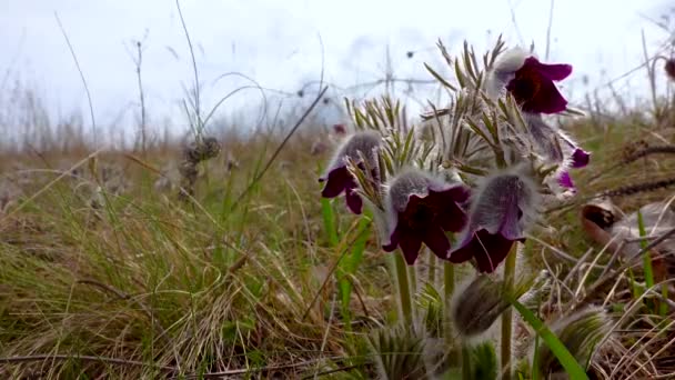 Вымирающие Травянистые Растения Восточный Паскфлоуэр Анемон Колючий Pulsatilla Patens Красная — стоковое видео