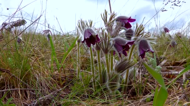 Veszélyeztetett Lágyszárú Növény Keleti Pasztell Cutleaf Anemone Pulsatilla Patens Vörös — Stock videók