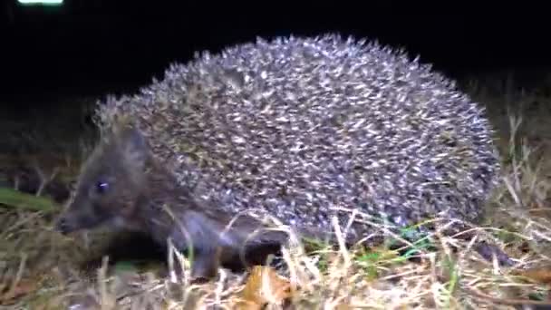 Hedgehog Erinaceus Europaeus Correndo Chão Fauna Ucrânia — Vídeo de Stock