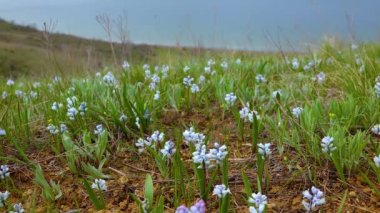 Erken dönem bahar çiçekleri (Hyacinthella löcophaea), Ukrayna bozkırı