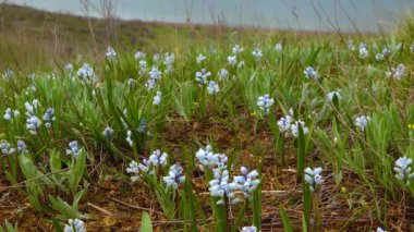 Erken dönem bahar çiçekleri (Hyacinthella löcophaea), Ukrayna bozkırı