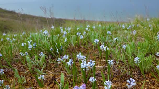 Ранні Весняні Ефемерні Квіти Hyacinthella Leucophaea Степ України — стокове відео