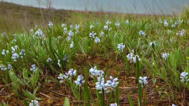 Vroege Lente Efemere Bloemen Hyacinthella Leucophaea Steppe Van Oekraïne — Stockvideo