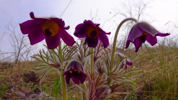 Απειλούμενο Ποώδες Φυτό Ανατολική Pasqueflower Cutleaf Anemone Pulsatilla Patens Κόκκινο — Αρχείο Βίντεο