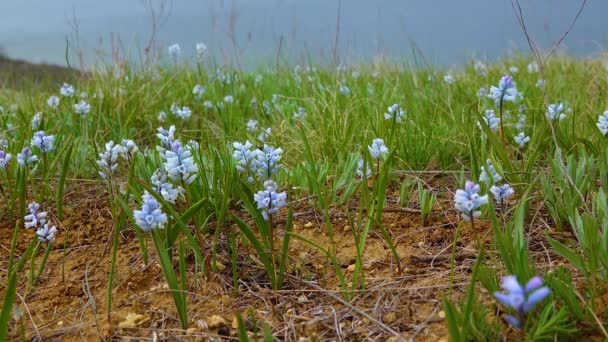 Wczesna Wiosna Efemeryczne Kwiaty Hyacinthella Leucophaea Step Ukrainy — Wideo stockowe