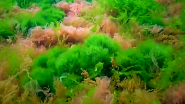 Diferentes Tipos Algas Verdes Marrones Rojas Sobre Piedras Mar Negro — Vídeo de stock