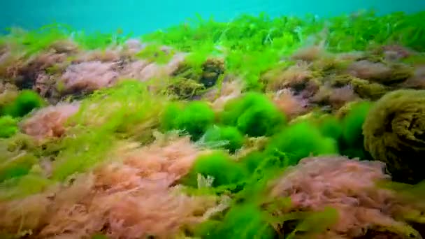 Diferentes Tipos Algas Verdes Marrones Rojas Sobre Piedras Mar Negro — Vídeo de stock