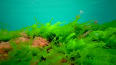Karadeniz, Ukrayna 'da taşların üzerinde farklı yeşiller (Ulva, Enteromorpha), kahverengi ve kırmızı algler ve hidroidler bulunur.