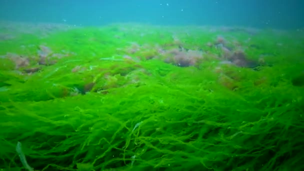 Diferentes Tipos Algas Verdes Marrones Rojas Sobre Piedras Mar Negro — Vídeos de Stock