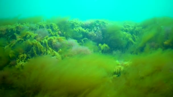 Различные Cpecies Зеленых Коричневых Красных Водорослей Гидроидов Камнях Черном Море — стоковое видео