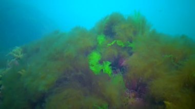 Karadeniz, Ukrayna 'da taşların üzerinde farklı yeşiller (Ulva, Enteromorpha), kahverengi ve kırmızı algler ve hidroidler bulunur.