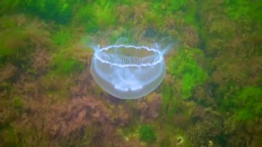 Genel denizanası, ay denizanası (Aurelia aurita) Karadeniz 'de algler üzerinde yüzer.