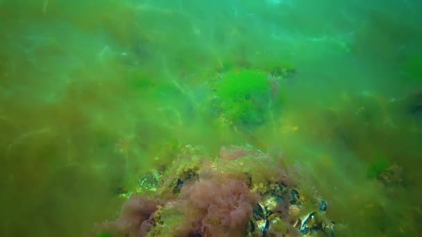 Une Espèce Envahissante Algues Desmarestia Viridis Flotte Sur Fond Algues — Video