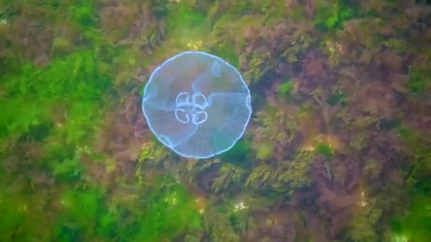 Medusas Comunes Medusas Lunares Aurelia Aurita Nada Sobre Algas Mar — Vídeo de stock