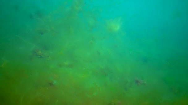 Une Espèce Envahissante Algues Desmarestia Viridis Flotte Sur Fond Algues — Video