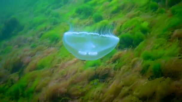 Meduza Zwyczajna Meduza Księżycowa Aurelia Aurita Pływa Nad Algami Morzu — Wideo stockowe