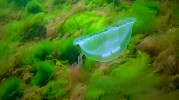 Medusas Comunes Medusas Lunares Aurelia Aurita Nada Sobre Algas Mar — Vídeos de Stock