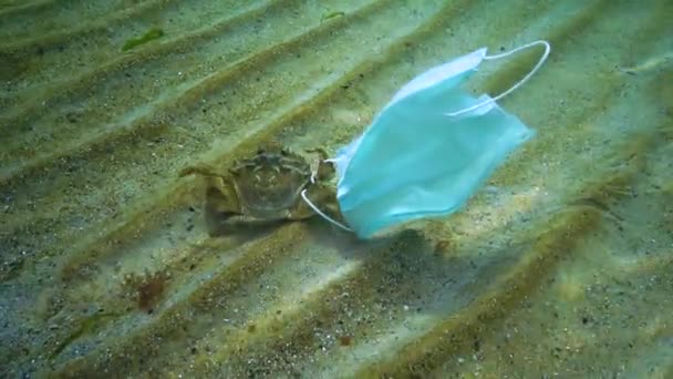 Grote Krab Carcinus Verstrikt Medisch Masker Vervuiling Van Oceaan Met — Stockvideo