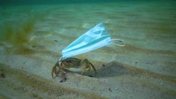 Velký Krab Karcinus Zamotaný Lékařské Masky Znečištění Oceánů Plastickými Troskami — Stock video