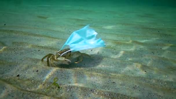 Grote Krab Carcinus Verstrikt Medisch Masker Vervuiling Van Oceaan Met — Stockvideo
