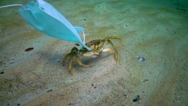 Stor Krabba Carcinus Insnärjd Medicinsk Mask Havsföroreningar Med Plast Skräp — Stockvideo