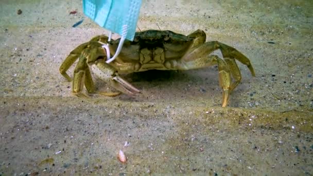 Cangrejo Grande Carcinus Enredado Máscara Médica Contaminación Del Océano Con — Vídeos de Stock