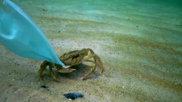Large Crab Carcinus Entangled Medical Mask Ocean Pollution Plastic Debris — Stock Video