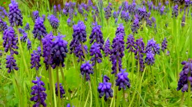 Çiçek açan mavi muscari çalıları, bozkır Ukrayna. Kaydırıcı atışı