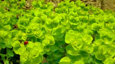 Çiçek mavisi bir mersin çiçeğinin üzerinde yiyen uğur böcekleri, geniş yapraklı glakus-spurge (Euphorbia myrsinites)