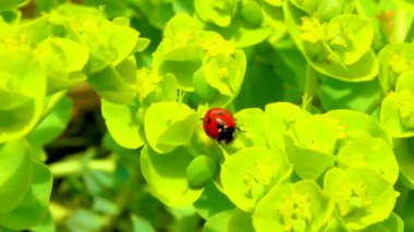 Çiçek mavisi bir mersin çiçeğinin üzerinde yiyen uğur böcekleri, geniş yapraklı glakus-spurge (Euphorbia myrsinites)