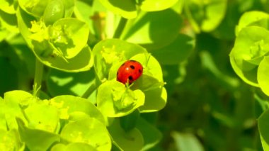 Çiçek mavisi bir mersin çiçeğinin üzerinde yiyen uğur böcekleri, geniş yapraklı glakus-spurge (Euphorbia myrsinites)