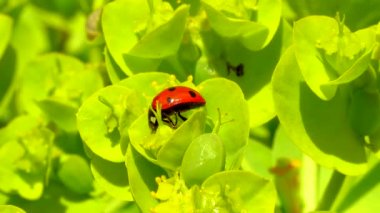 Çiçek mavisi bir mersin çiçeğinin üzerinde yiyen uğur böcekleri, geniş yapraklı glakus-spurge (Euphorbia myrsinites)