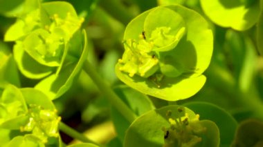 Küçük karıncalar çiçek mavisi bir mersin otlağı üzerinde yer, geniş yapraklı glakus-spurge (Euphorbia myrsinites)