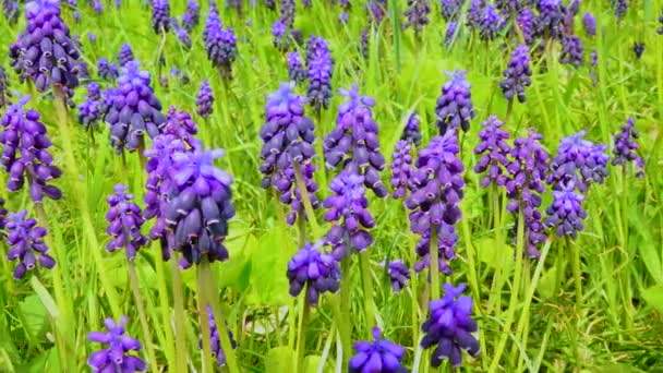 Biljetter Blommande Blå Blommor Muscari Stäpp Ukraina Skjuten Slang — Stockvideo