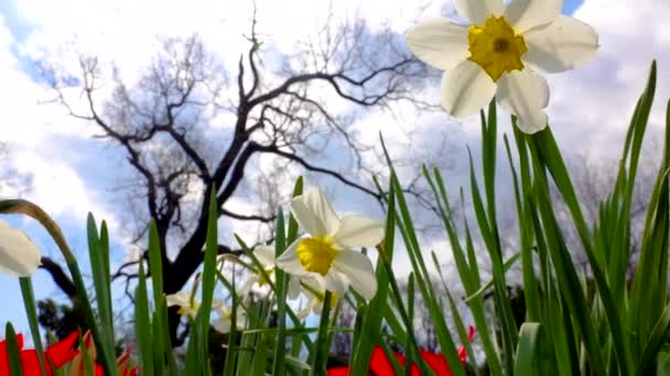 Weiße Narzissenblüten Auf Blauem Himmel Mit Wolken — Stockvideo