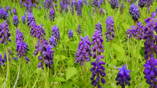 Thickets Blooming Blue Flowers Muscari Steppe Ukraine Slider Shot — Stock Video